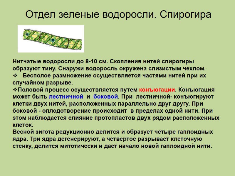 Нитчатые водоросли до 8-10 см. Скопления нитей спирогиры образуют тину. Снаружи водоросль окружена слизистым